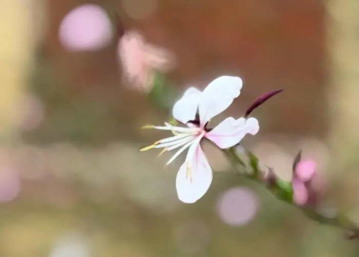 Διαμέρισμα Des Jardins De Valaurie